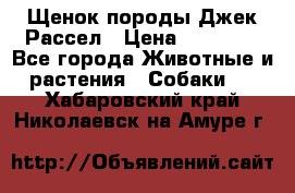 Щенок породы Джек Рассел › Цена ­ 45 000 - Все города Животные и растения » Собаки   . Хабаровский край,Николаевск-на-Амуре г.